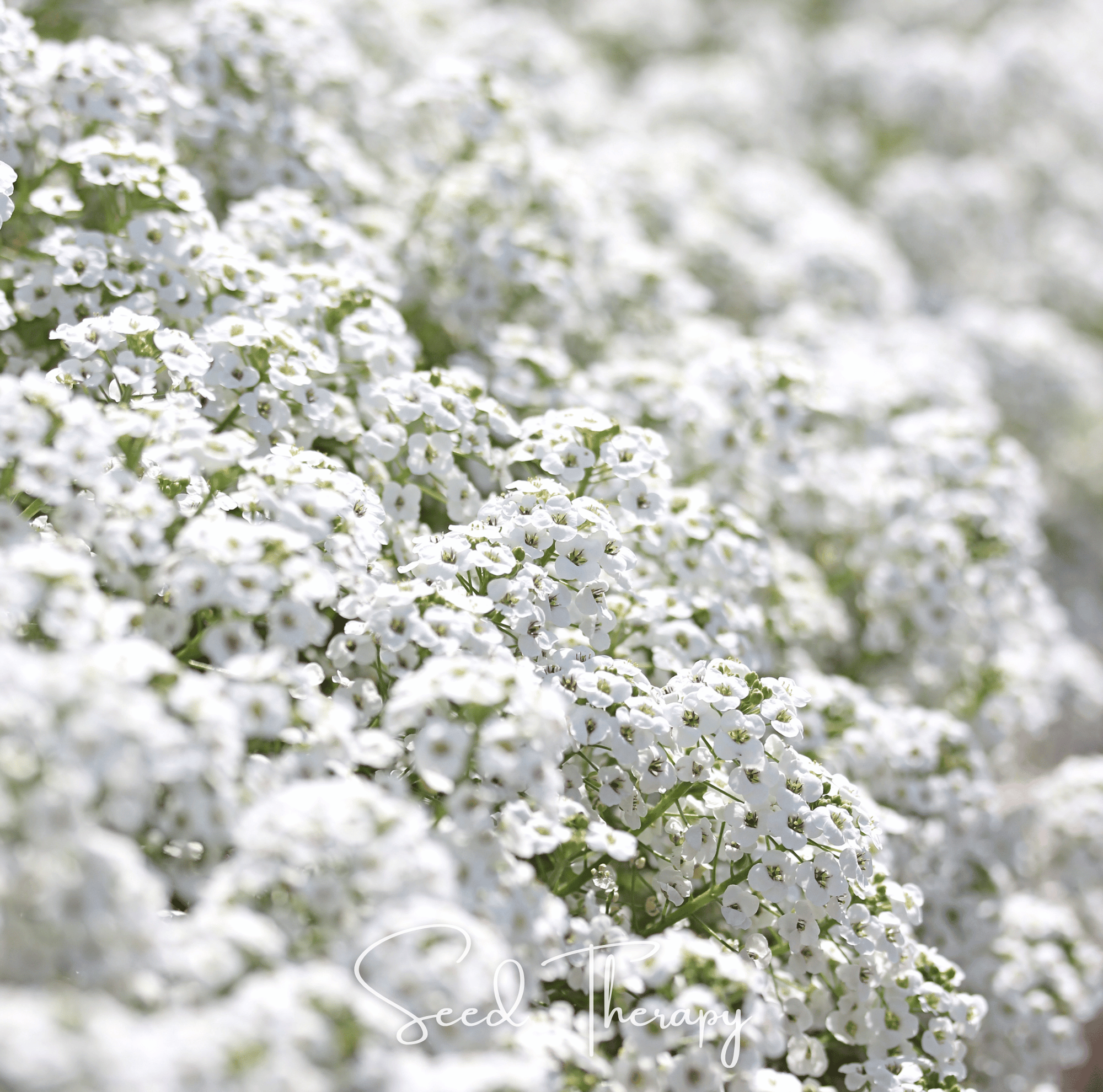 Carpet of Snow Sweet Alyssum – 250 Seeds
