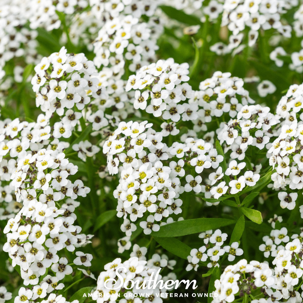 Carpet of Snow Sweet Alyssum – 250 Seeds