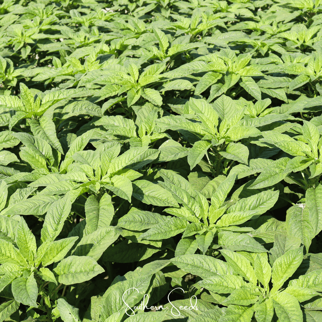Green Callaloo Amaranth – 250 Seeds