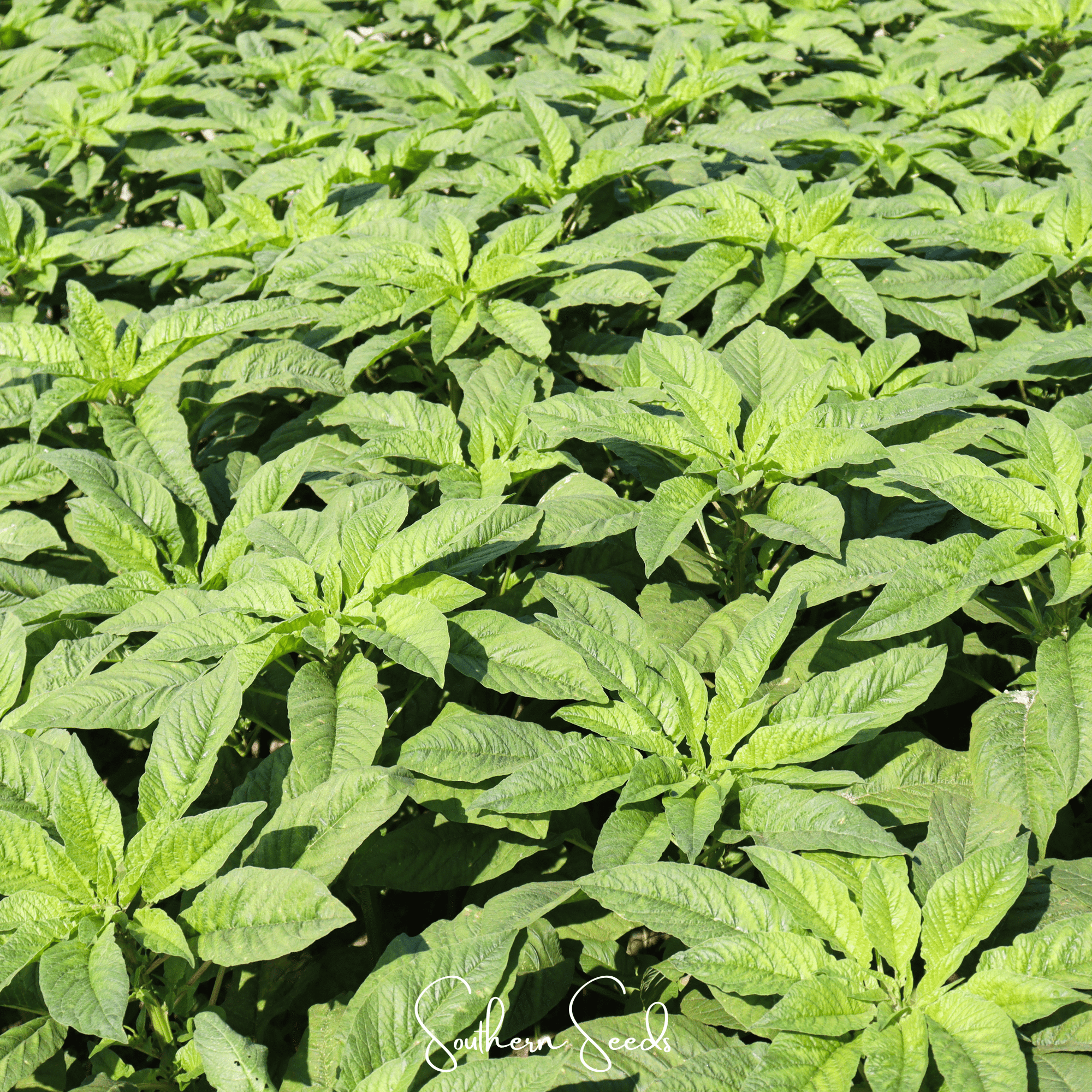 Green Callaloo Amaranth – 250 Seeds