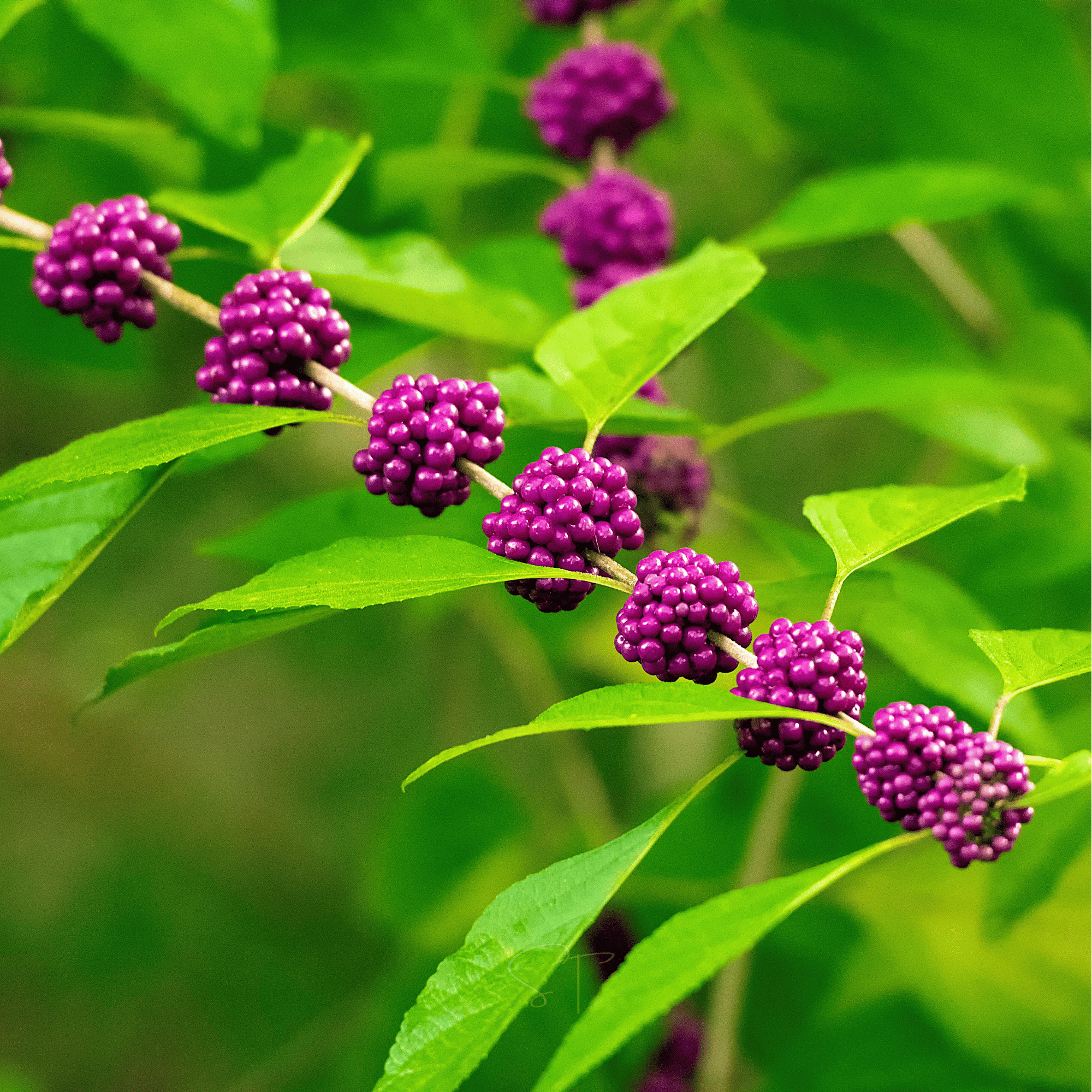 American Beautyberry – 30 Seeds
