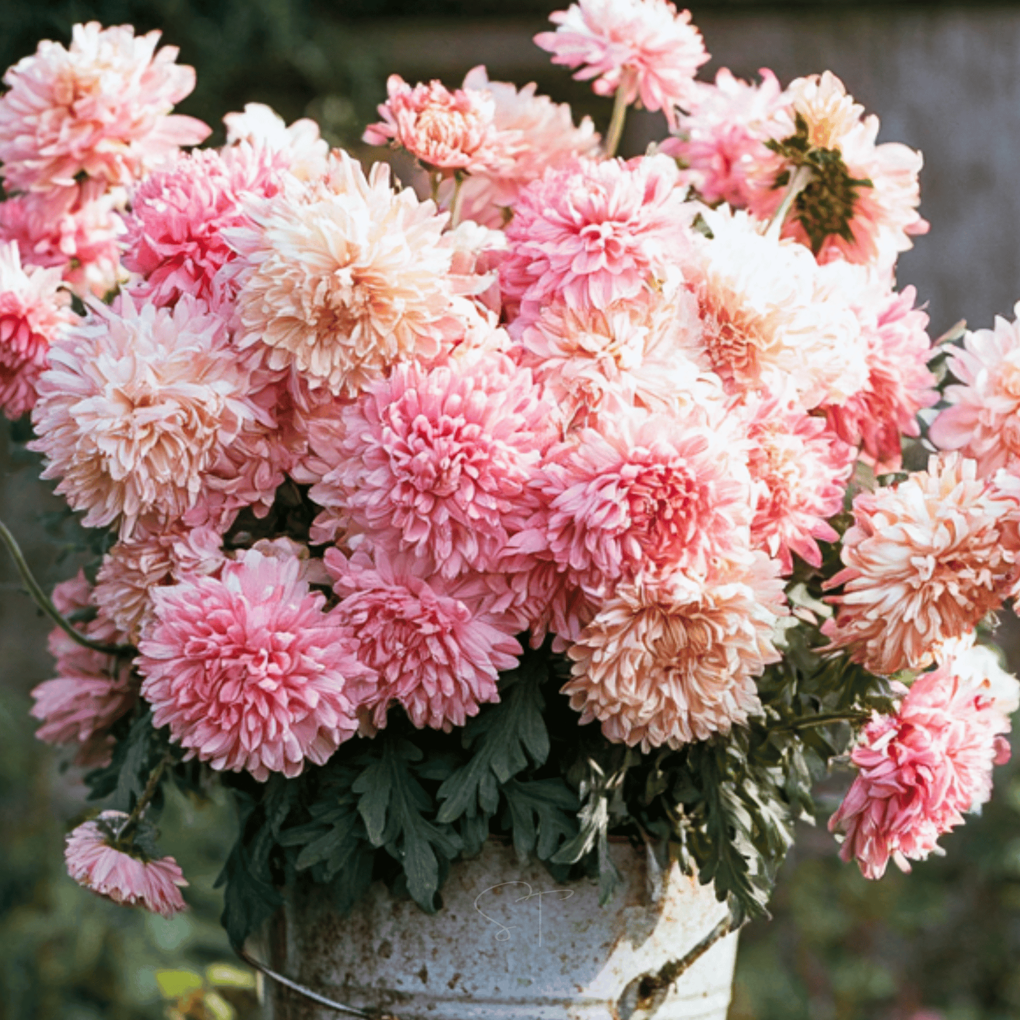 Apricot Paeony Duchess Aster – 50 Seeds