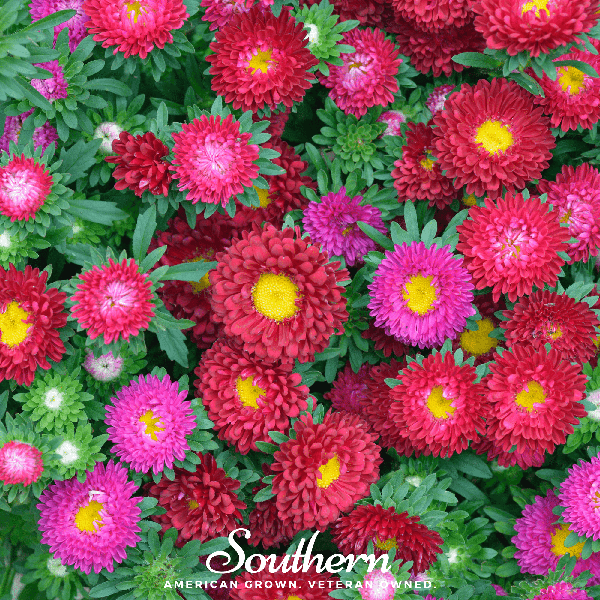 Powder Puff Aster – 50 Seeds