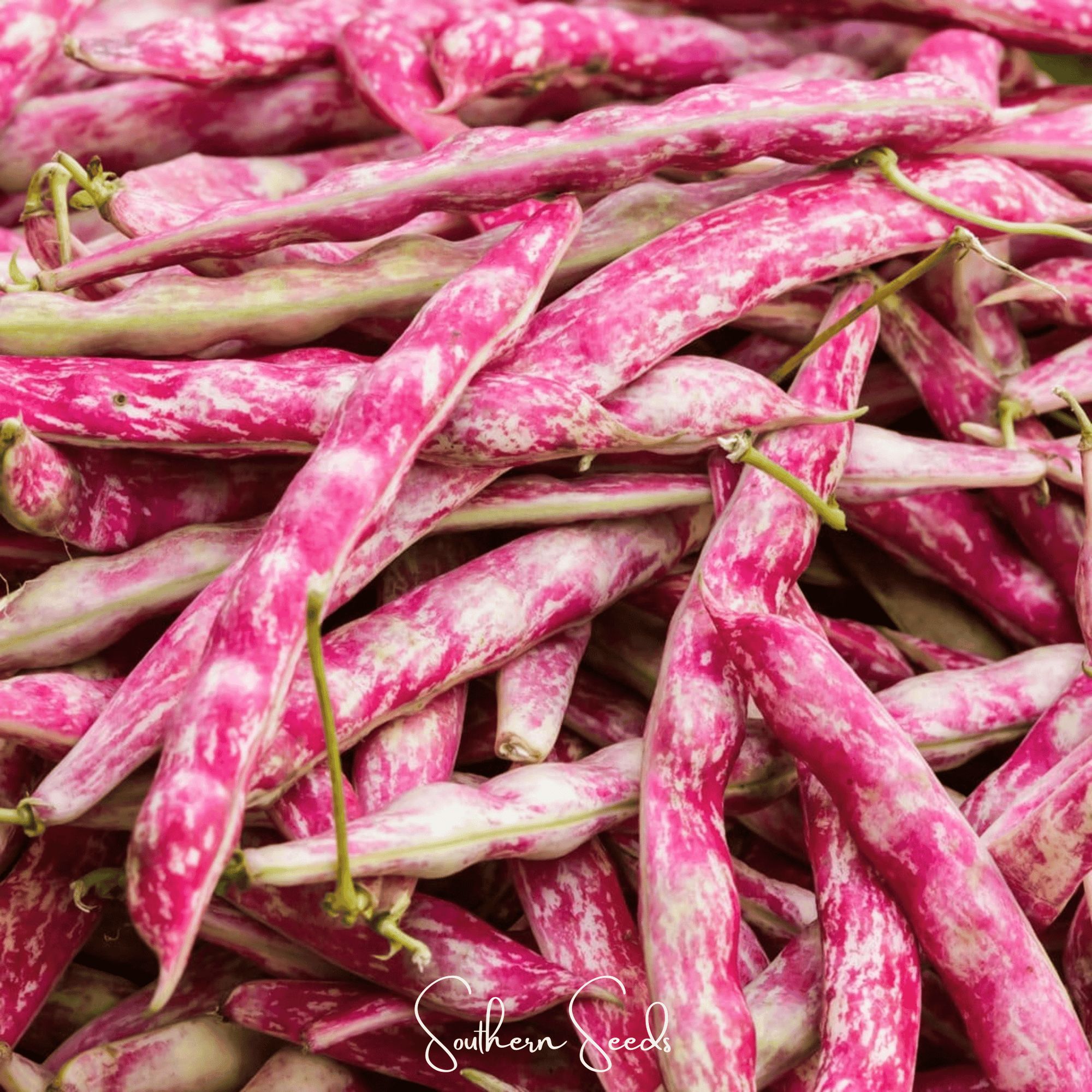 Bean, French Horticulture (Bush) – 30 Seeds