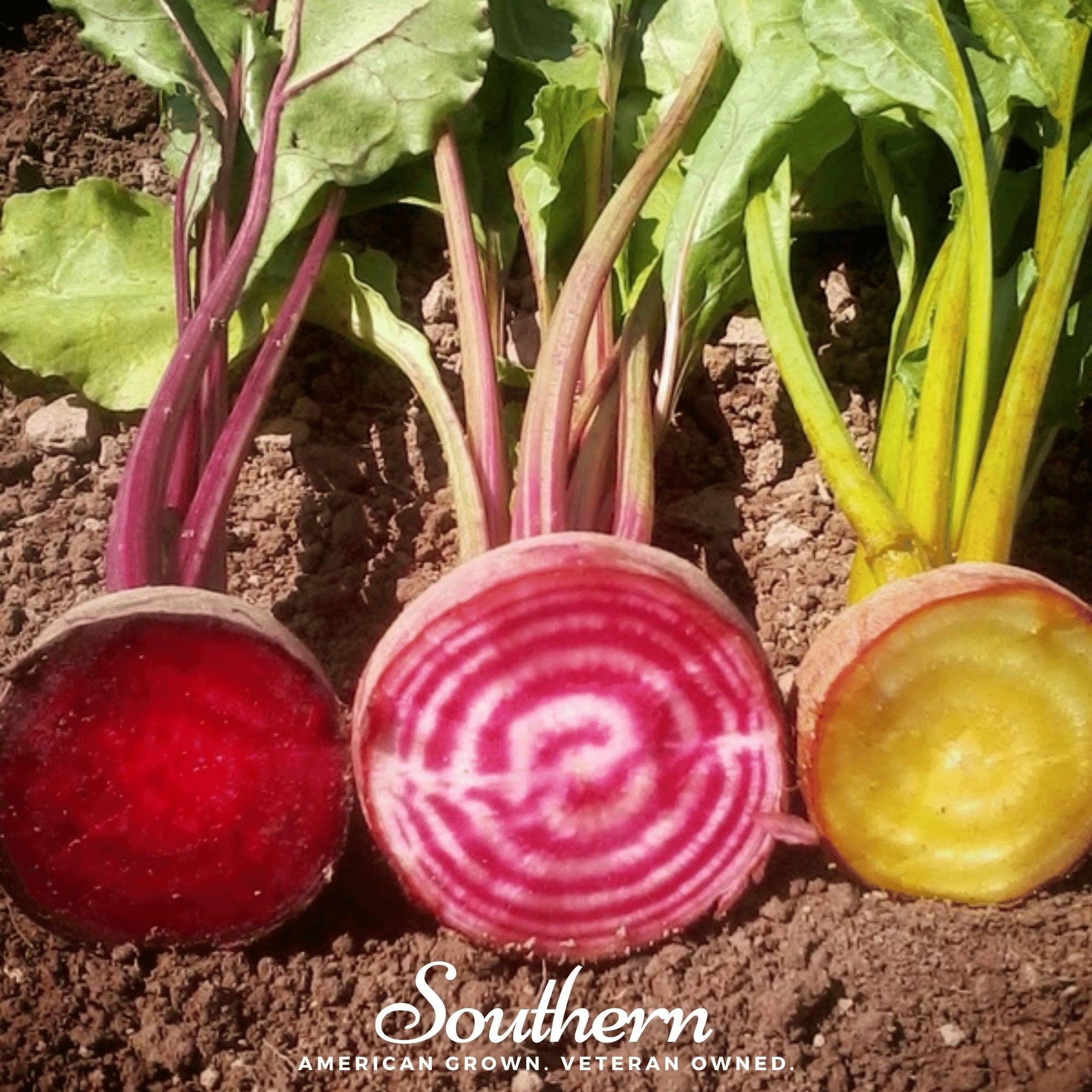 Gourmet Blend Beet – 50 Seeds