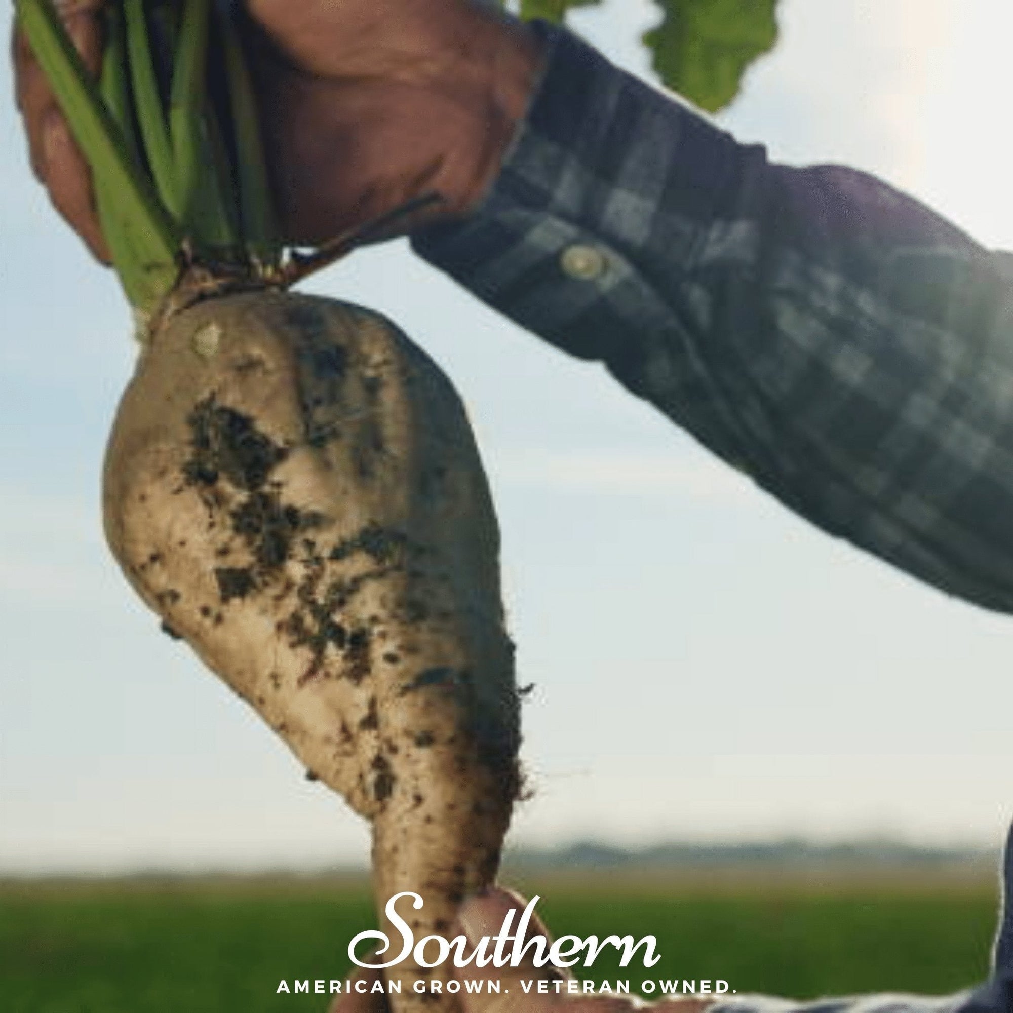 Sugar Beet – 50 Seeds