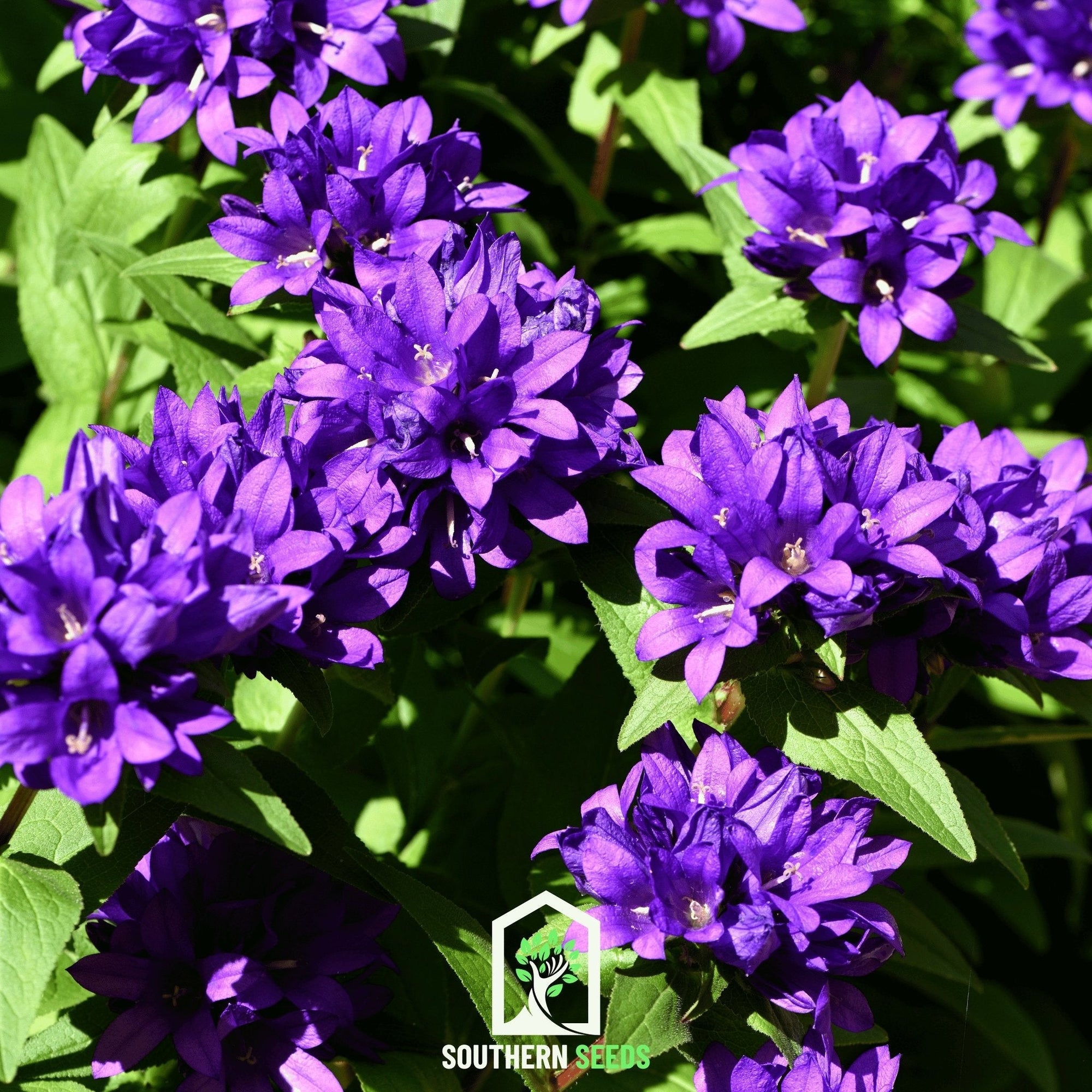 Superba Bellflower – 50 Seeds