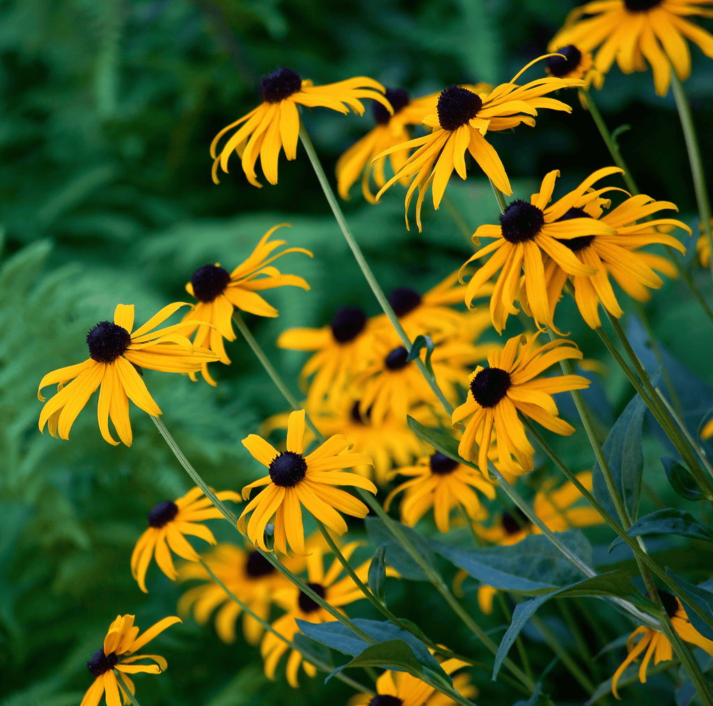 Black Eyed Susans – 100 Seeds