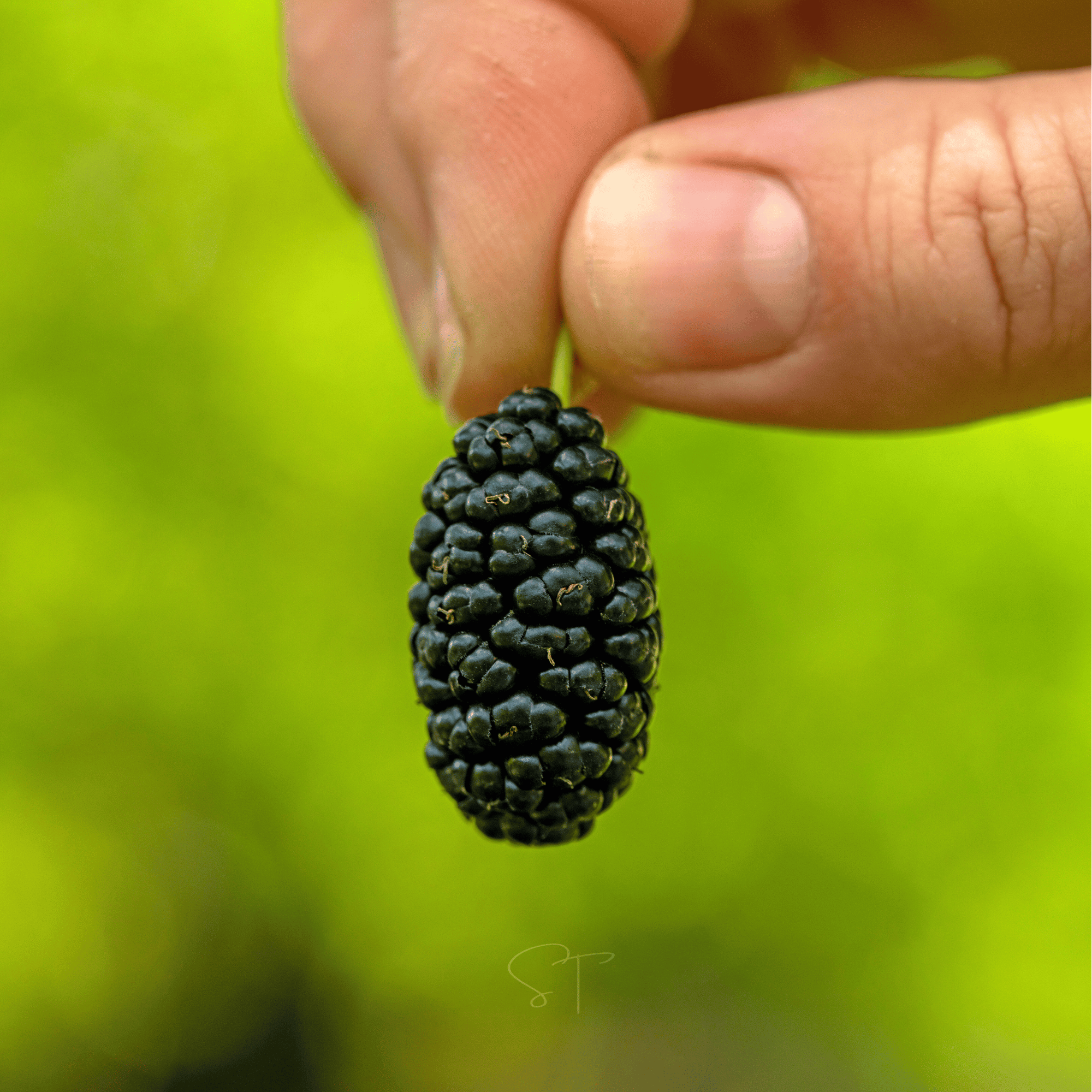 Black Mulberry – 50 Seeds