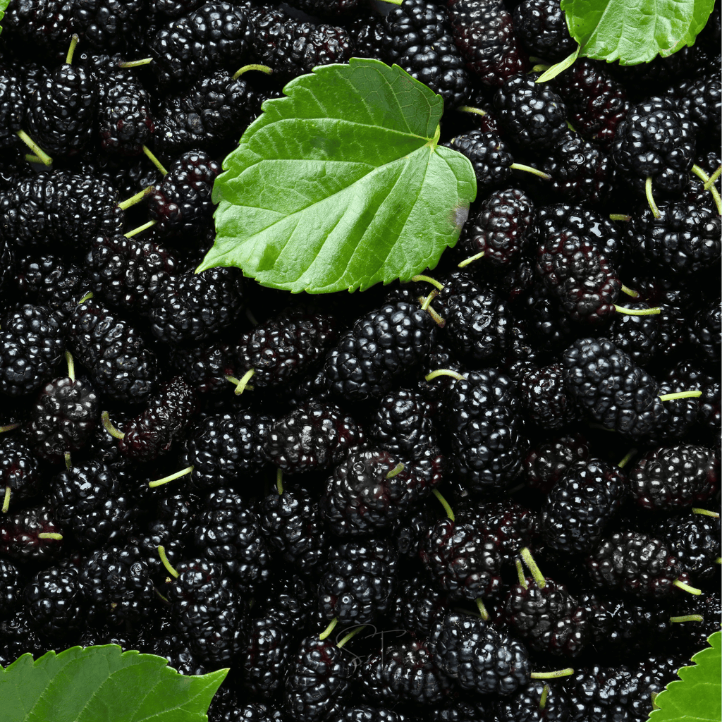 Black Mulberry – 50 Seeds