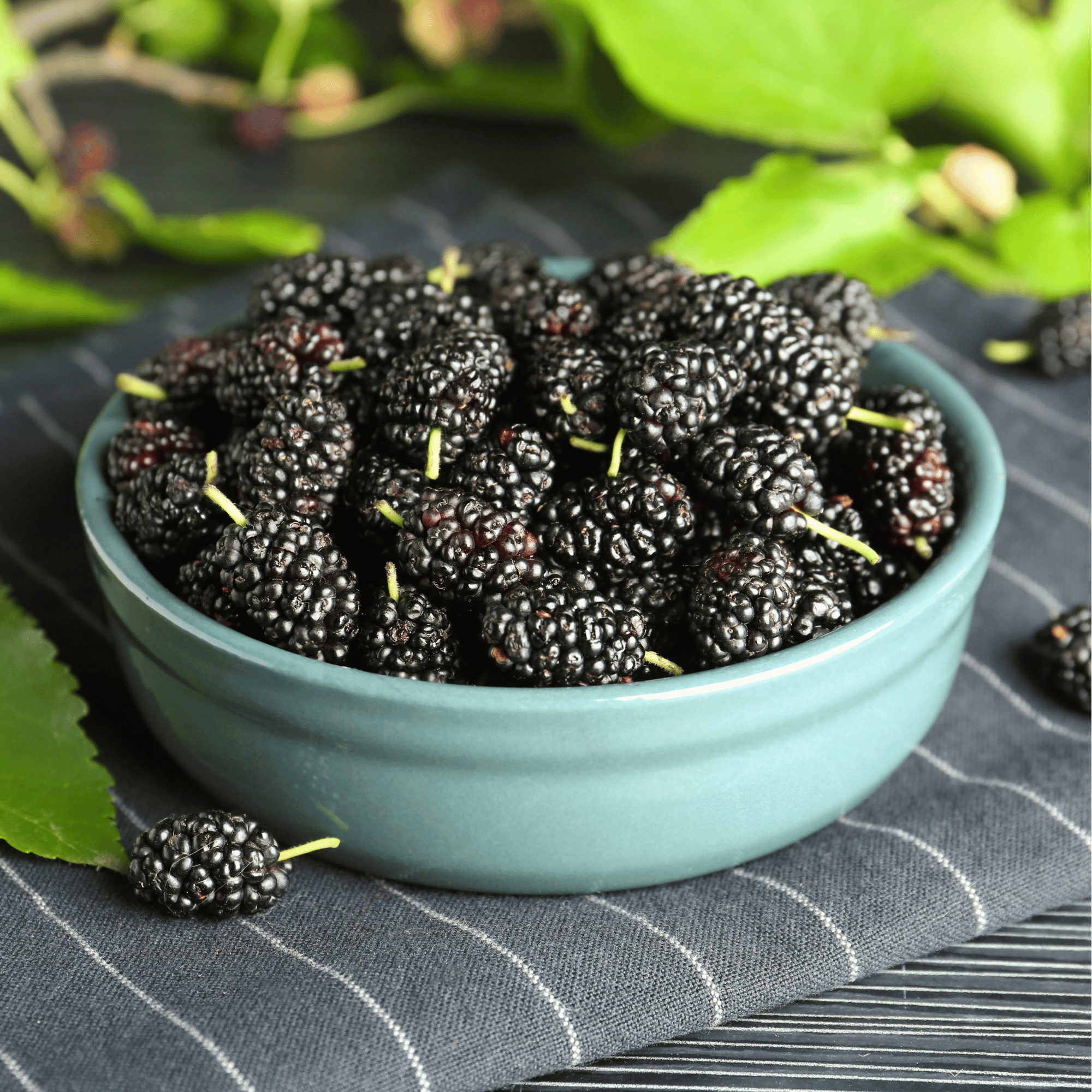 Black Mulberry – 50 Seeds