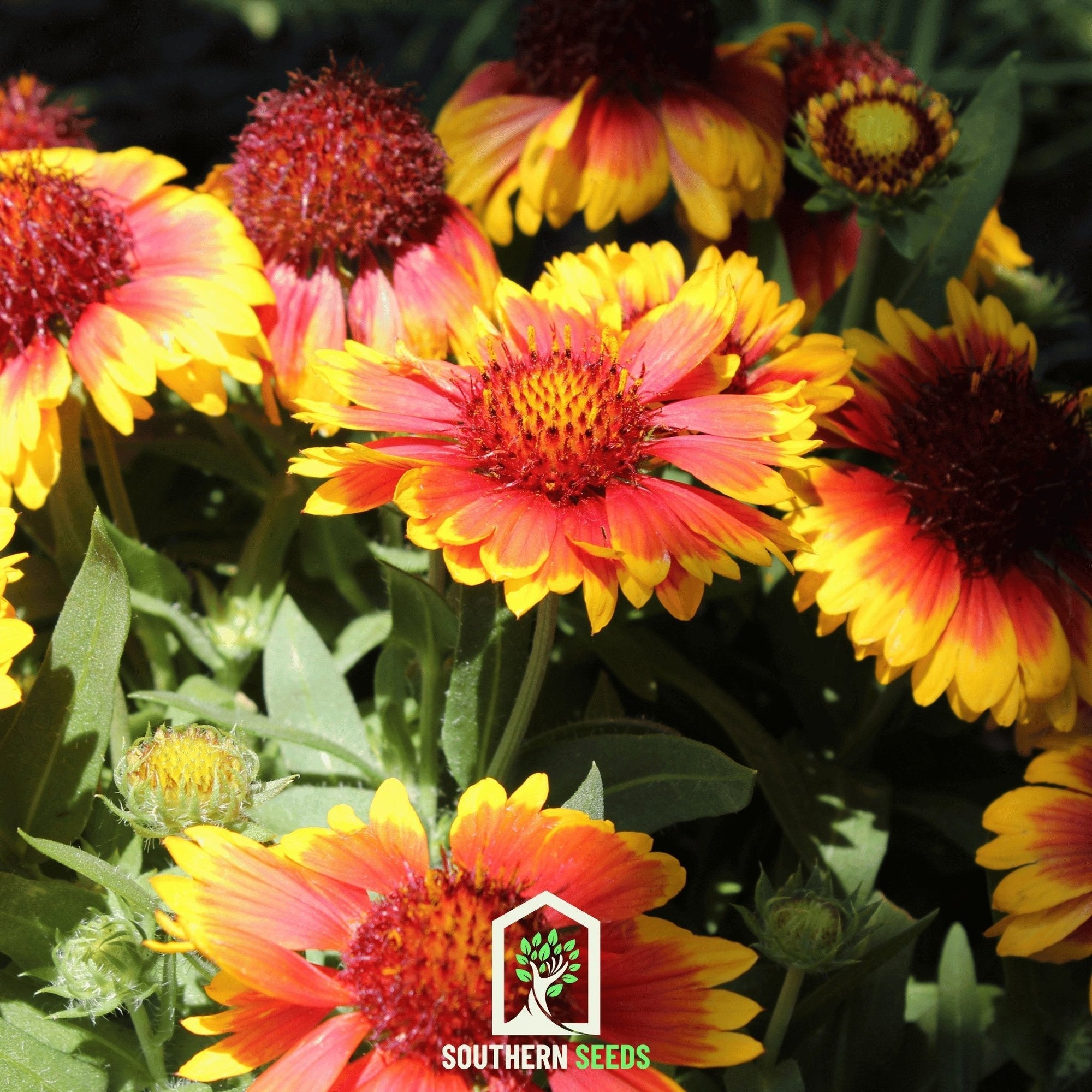 Blanket Flower – 200 Seeds