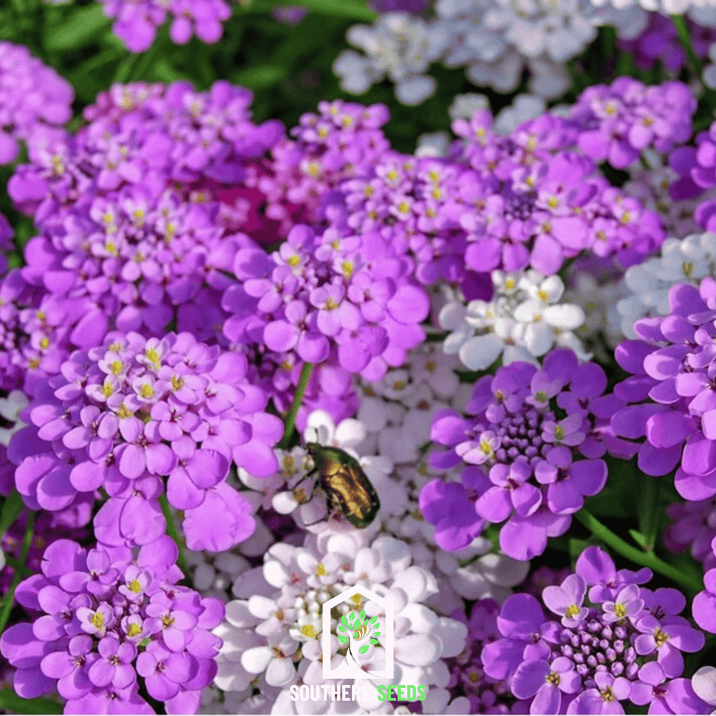 Candytuft Mix – 100 Seeds