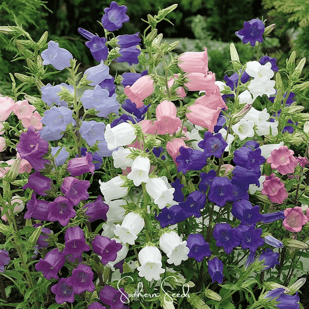 Canterbury Bells Mix – 100 Seeds
