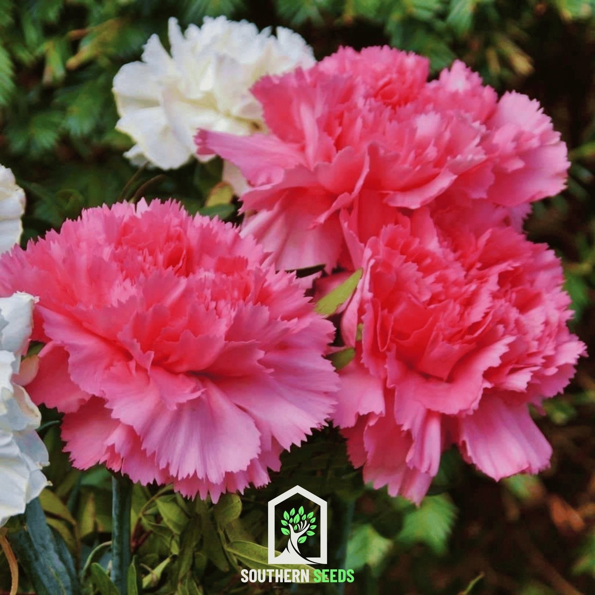 Rose Grenadin Carnation – 25 Seeds