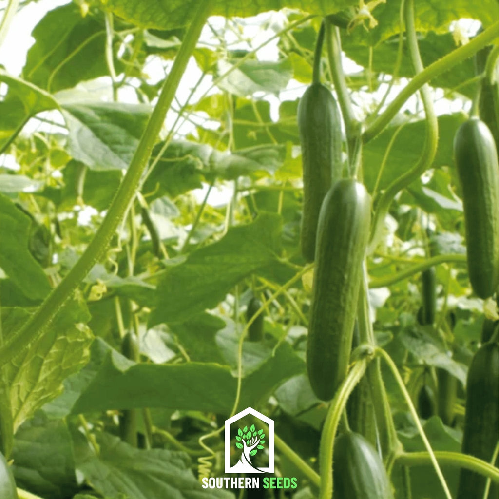 Beit Alpha Cucumber – 30 Seeds