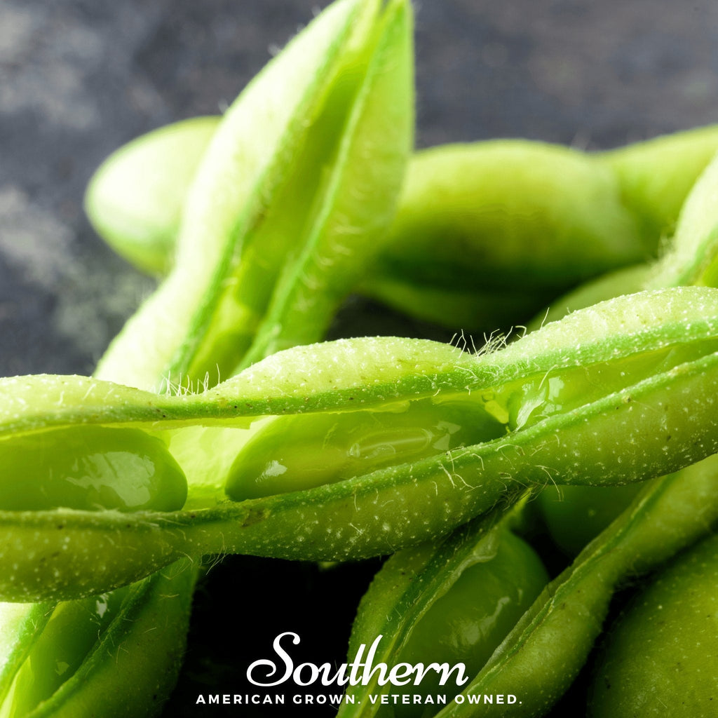 Be Sweet Edamame Soybean (Bush) – 20 Seeds