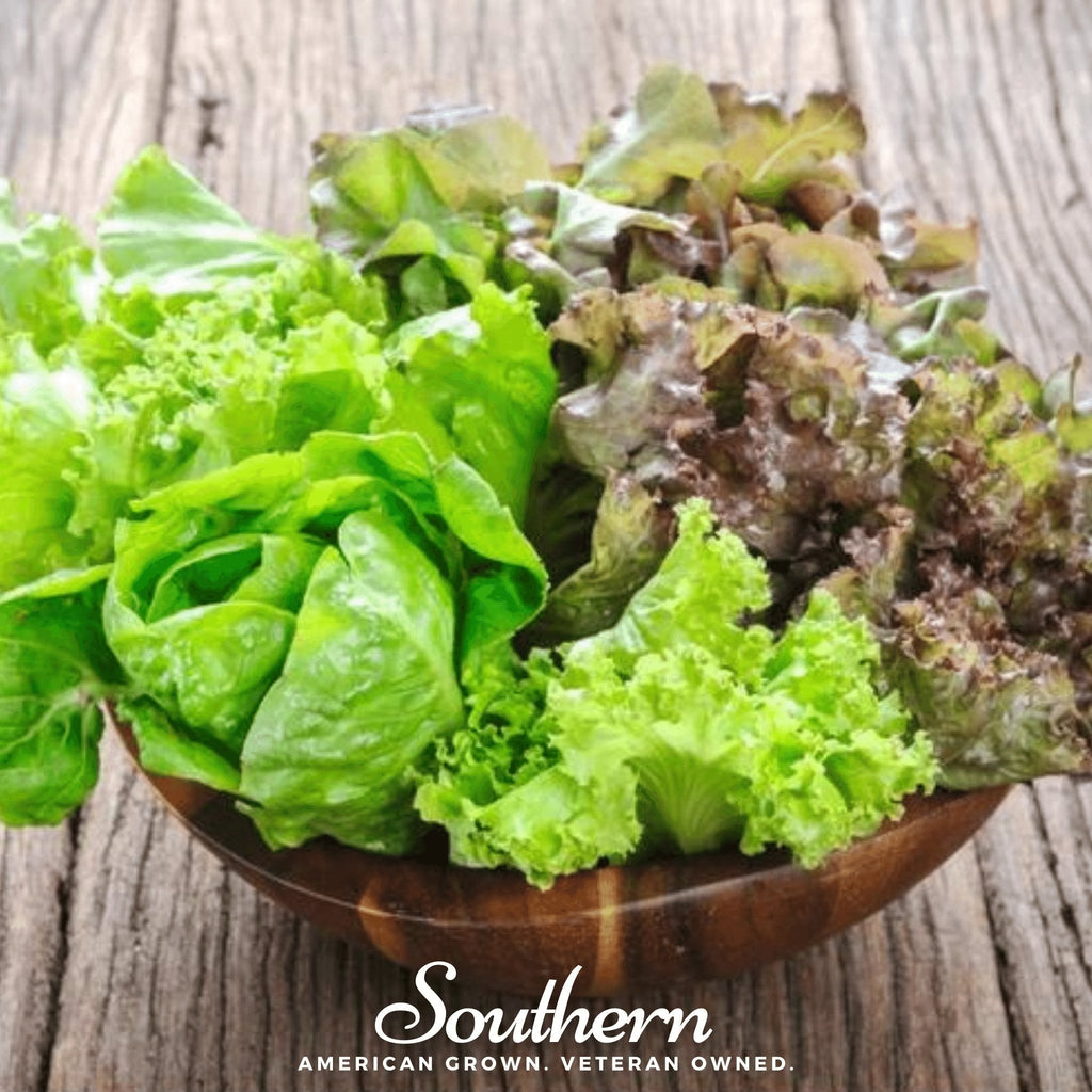 Bibb Summer Lettuce – 500 Seeds