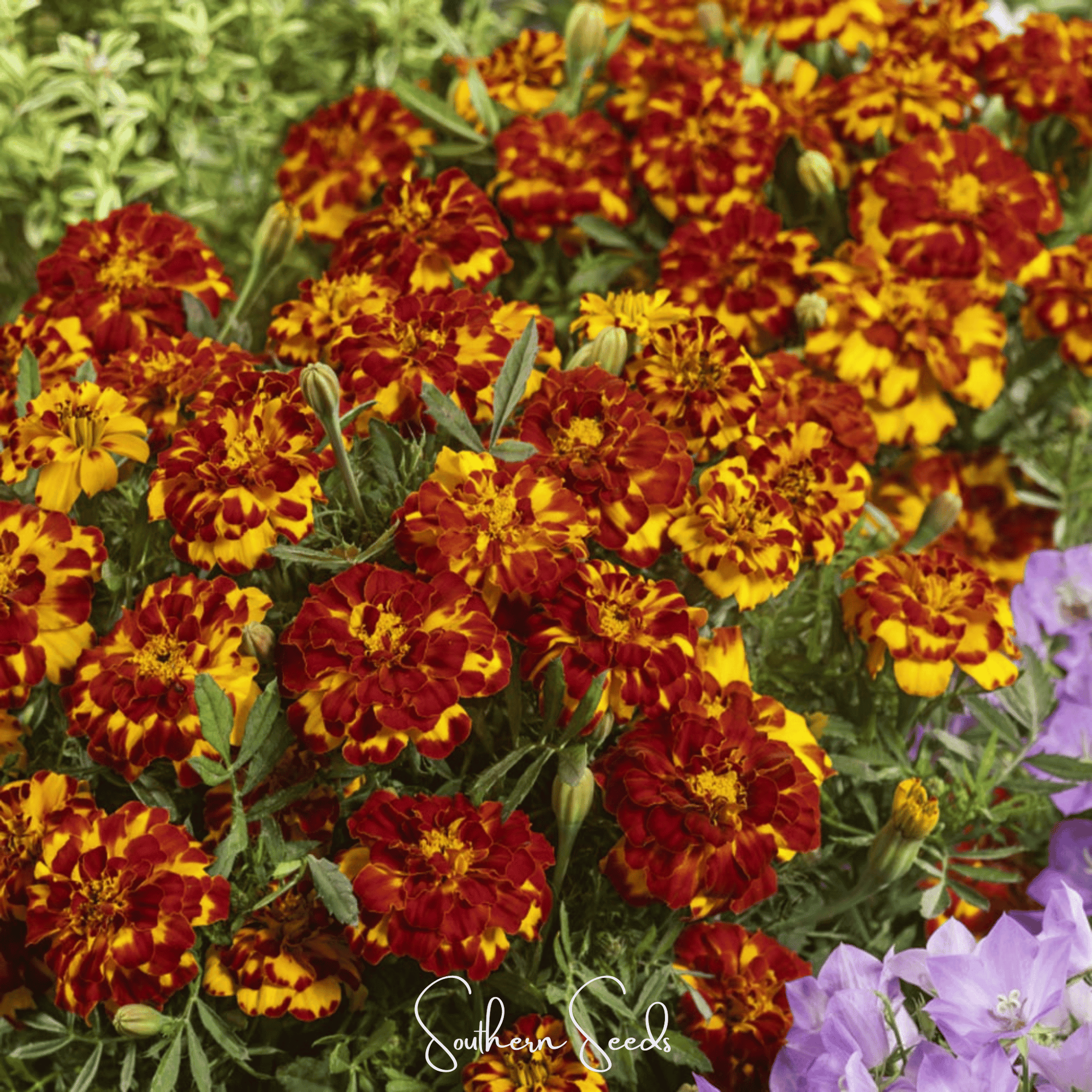 Bolero French Marigold – 50 Seeds