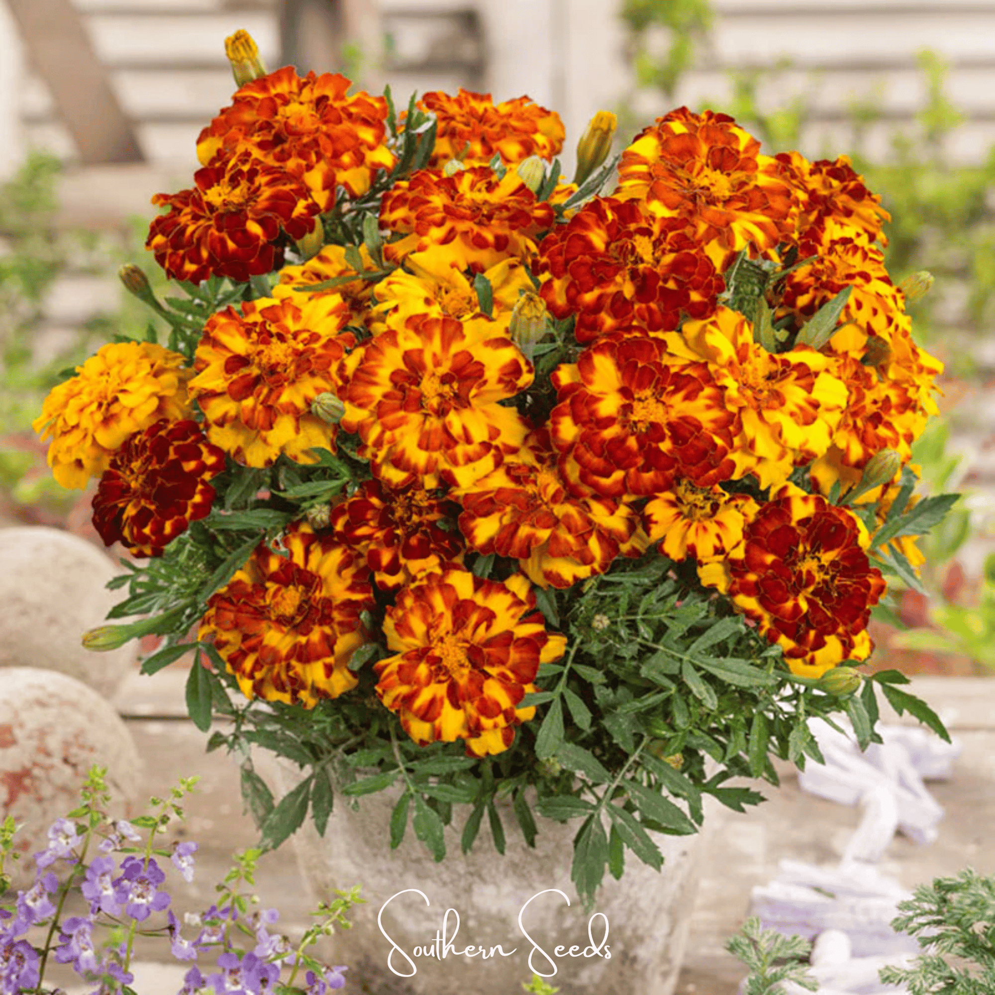 Bolero French Marigold – 50 Seeds