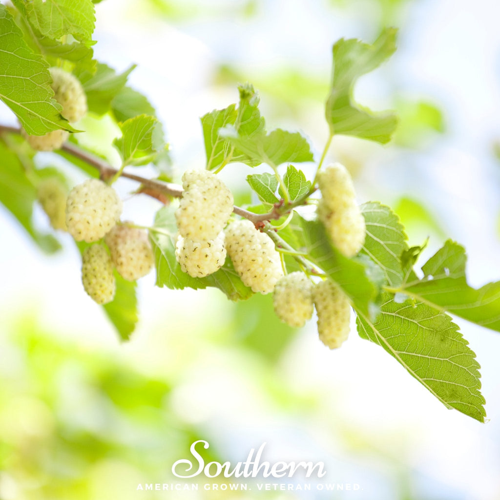White Mulberry – 50 Seeds