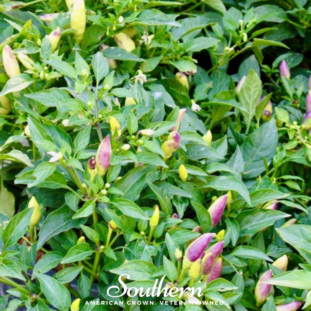 Birds Eye Chili Pepper – 30 Seeds