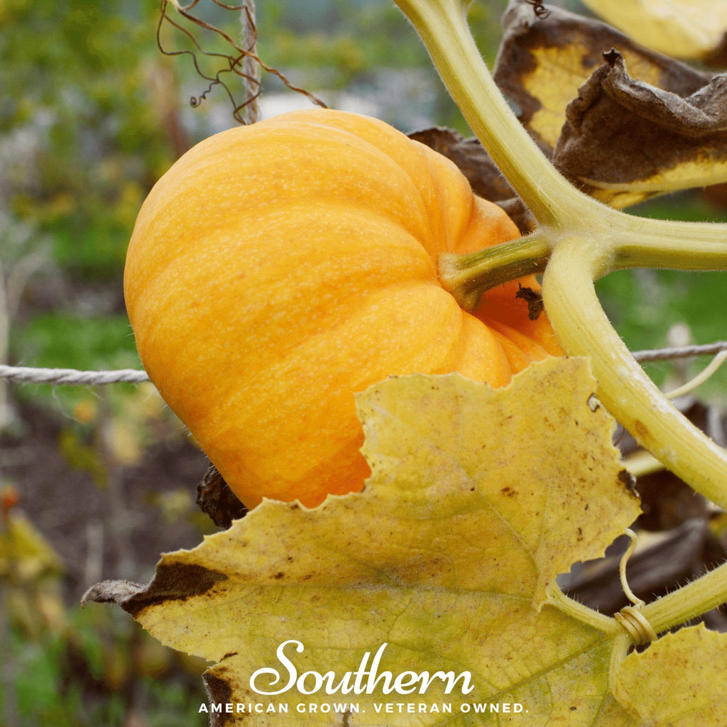 Jack Be Little Pumpkin – 25 Seeds