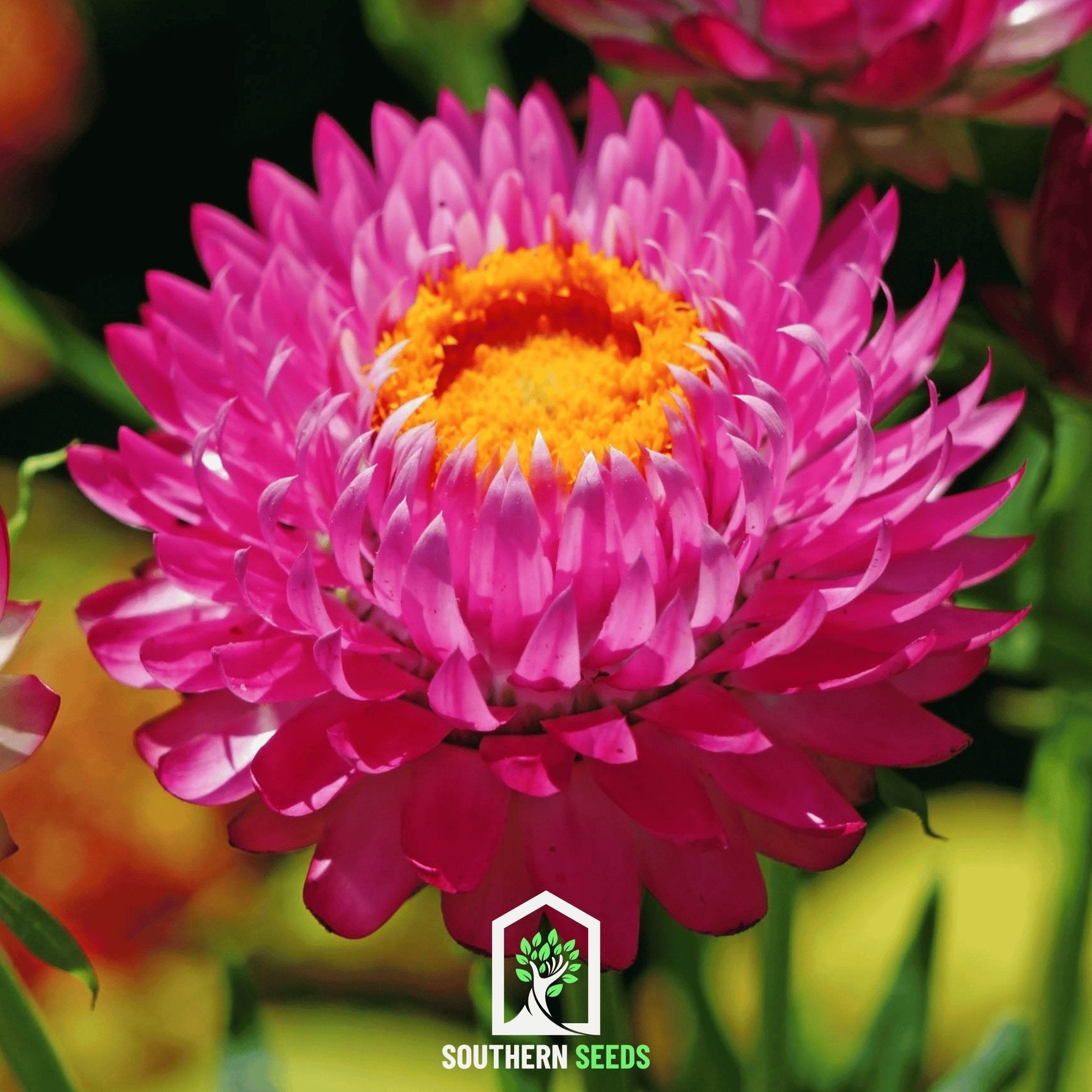 Purple-Red Strawflower – 100 Seeds