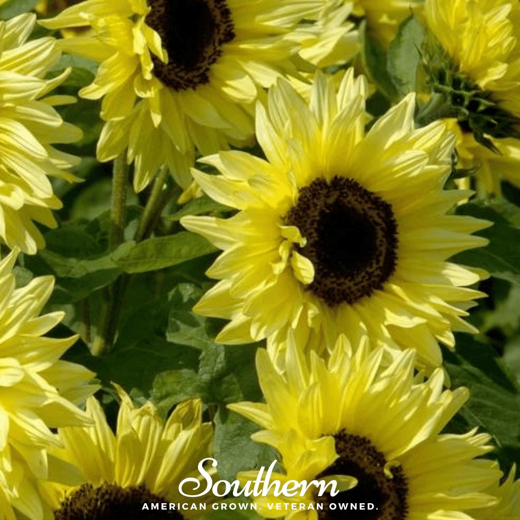 Lemon Queen Sunflower – 25 Seeds