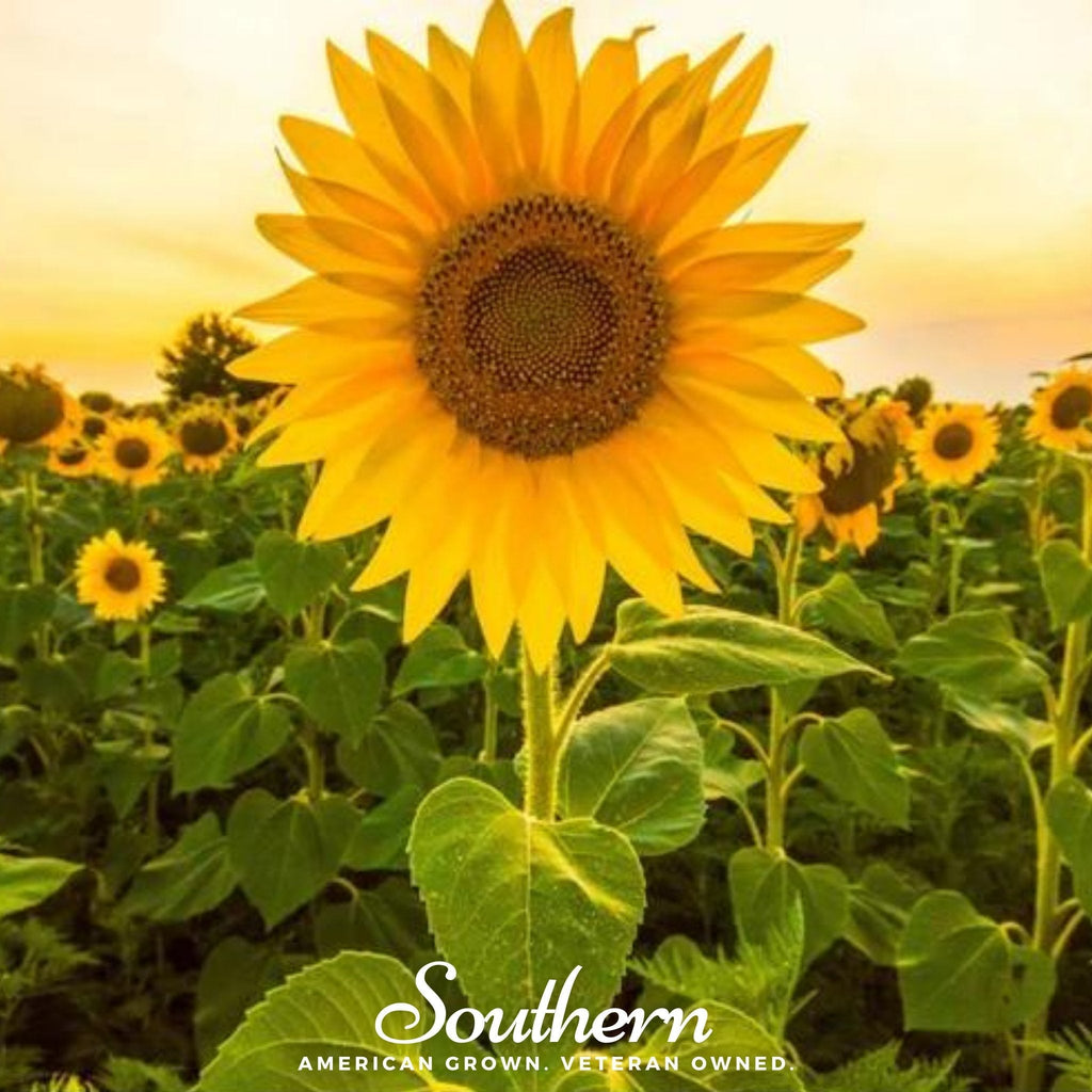 Mammoth Grey Stripe Sunflower – 50 Seeds
