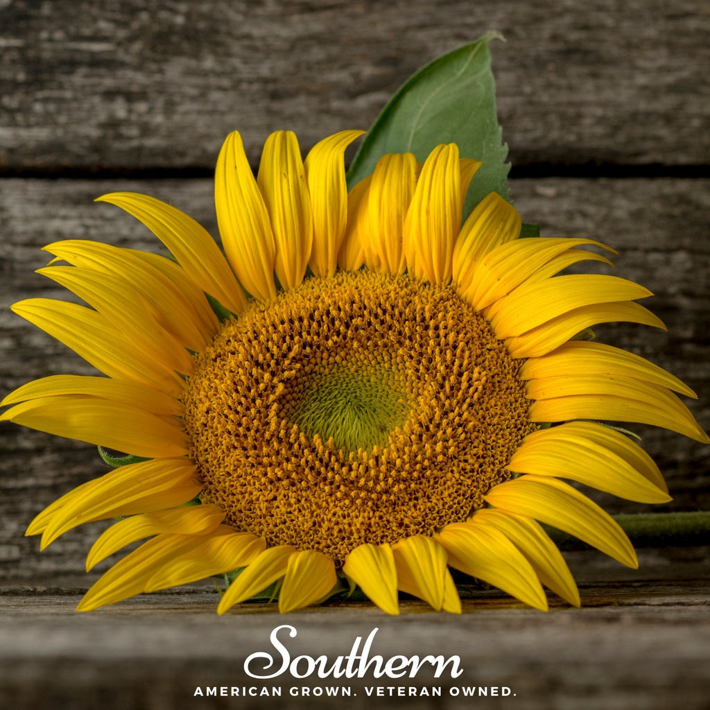 Mammoth Grey Stripe Sunflower – 50 Seeds