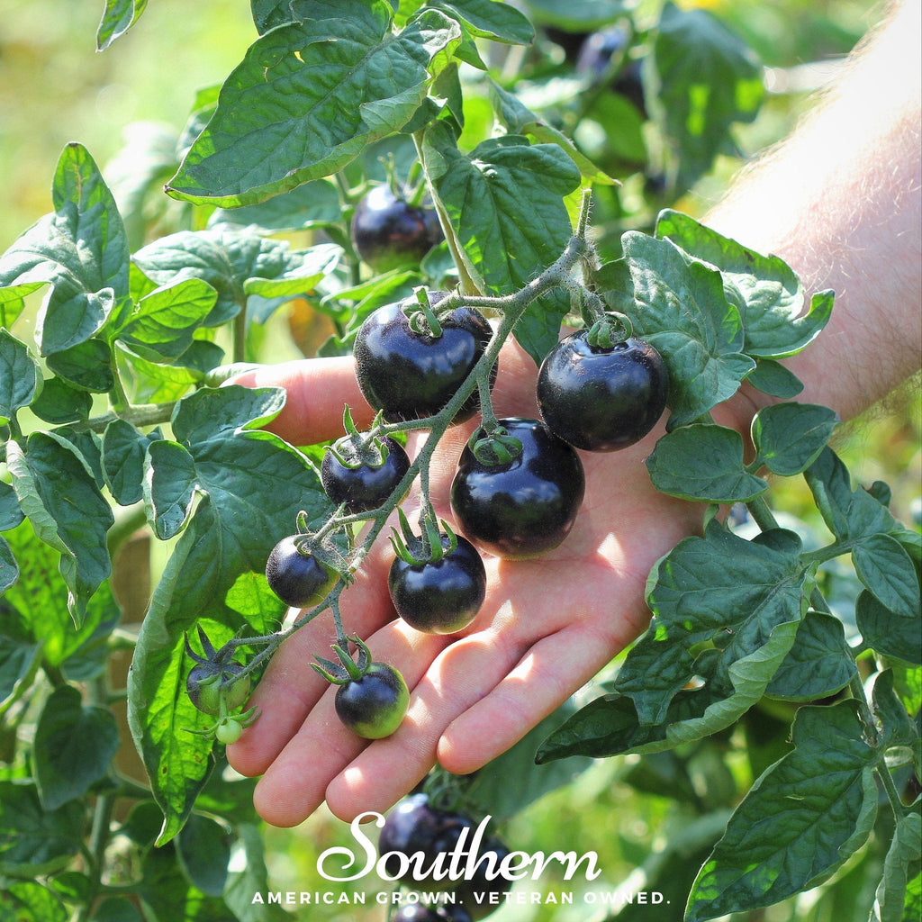 Black Cherry Tomato – 20 Seeds