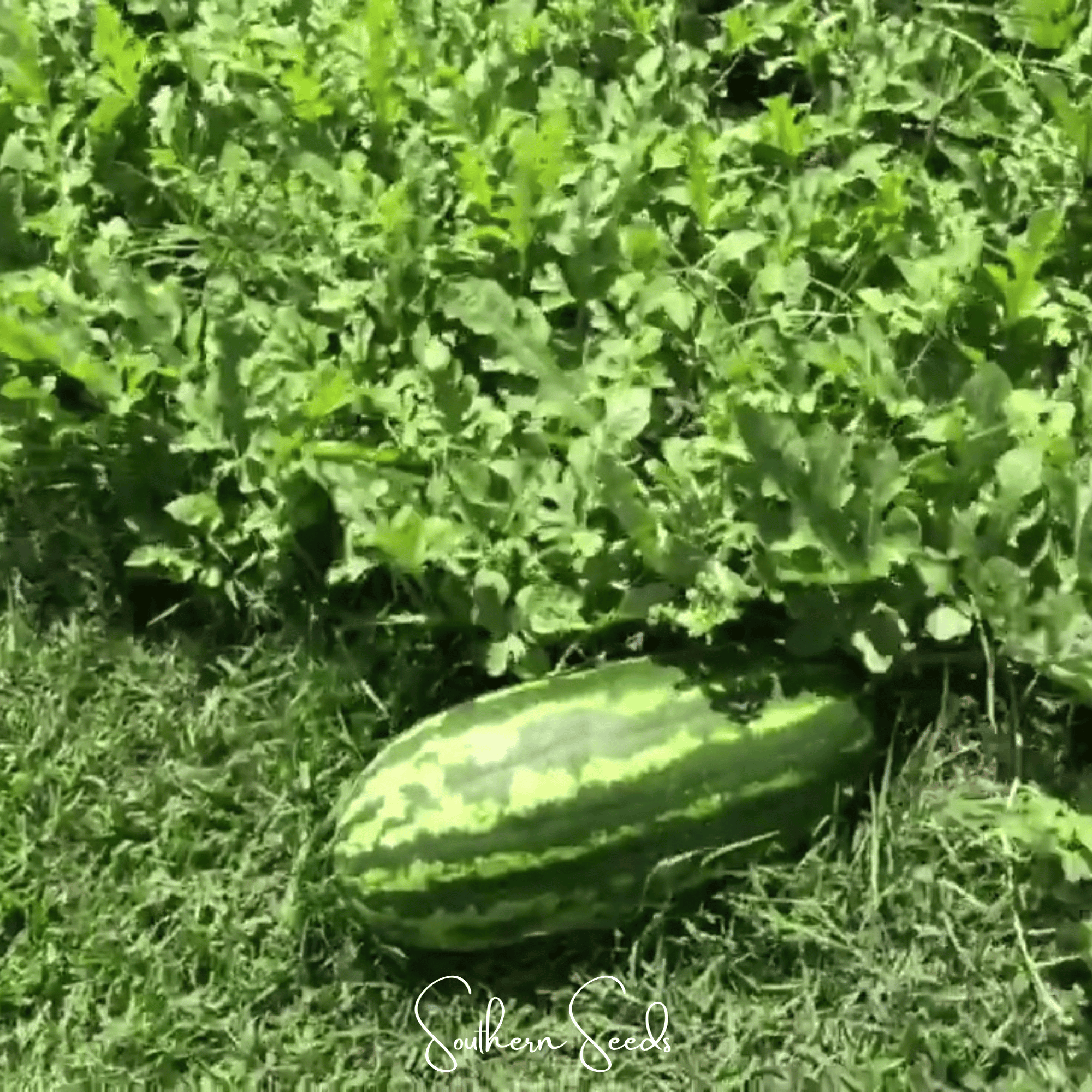Congo Watermelon – 25 Seeds